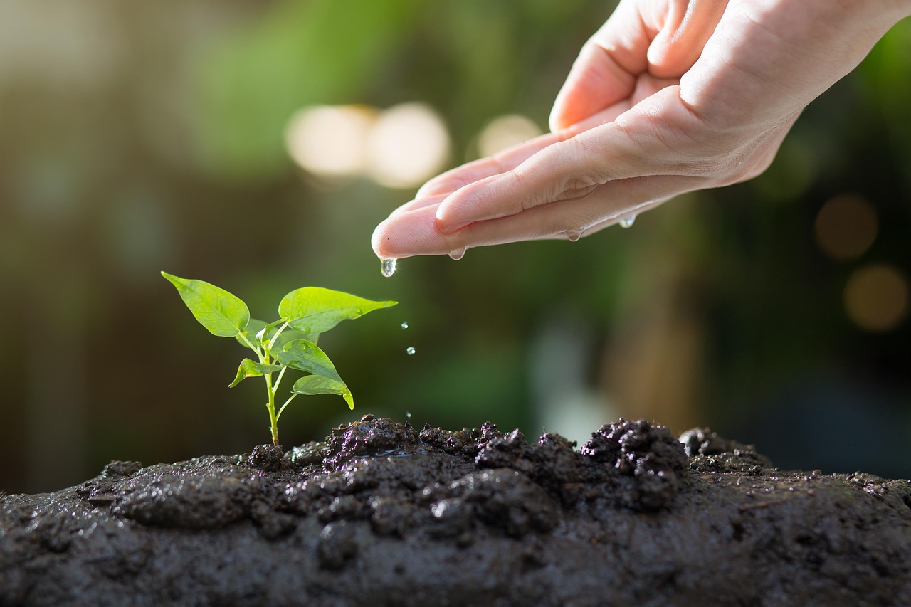soil, plants, grow, agriculture, green, life, seed, tree, seeding, leaves, sprout, garden, environmental, ecology, growth, planting, spring, gardening, nature, soil, sprout, ecology, growth, growth, planting, planting, gardening, gardening, gardening, gardening, gardening