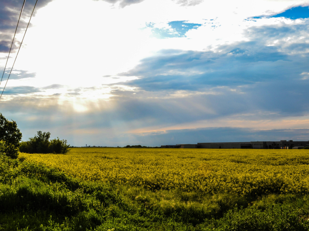 Photo by Gabriel: https://www.pexels.com/photo/grass-field-405342/
